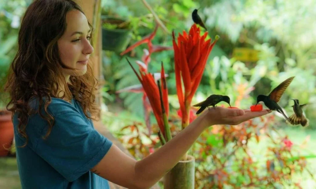 hummingbird-symbolism-by-encounter