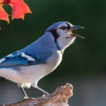 blue-jay-spiritual-meaning
