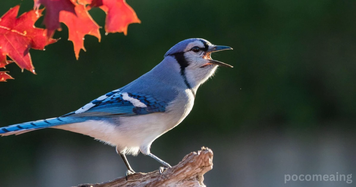 blue-jay-spiritual-meaning